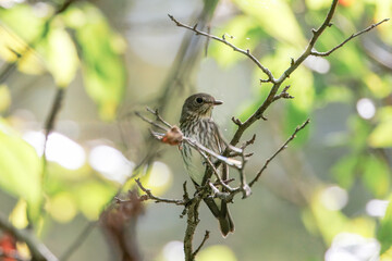 木の枝にとまるエゾビタキ