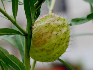 Gomphocarpus physocarpus - Schwanen-Seidenpflanze