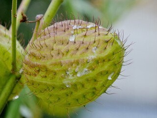 Gomphocarpus physocarpus - Schwanen-Seidenpflanze