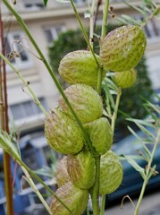 Gomphocarpus physocarpus - Schwanen-Seidenpflanze