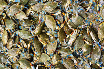 A crab background. The crab seafood concept. Portunus pelagicus, blue crabs, blue manna crabs. A fresh, raw flowers crabs. Seafood market. A background for a market or a restaurant menu.