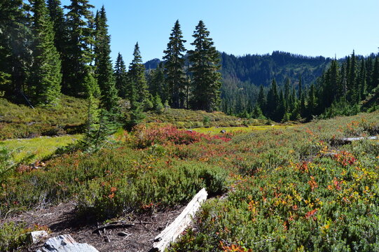 Mountain Forest and Meadow
