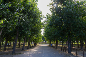 among the oaks an area dedicated to car parking
