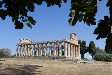 archaeological park of paestum, view of the temple of ceres among the green leaves used as a natural frame