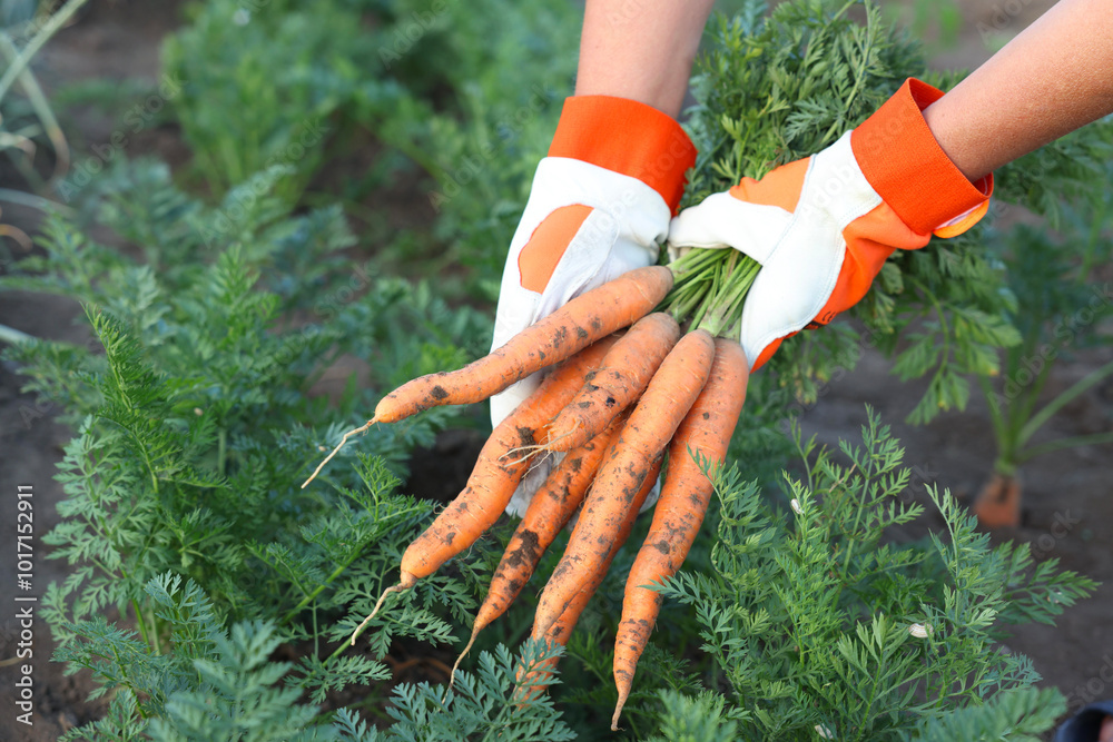 Wall mural Farmer in gloves holding bunch of fresh carrots in garden, closeup