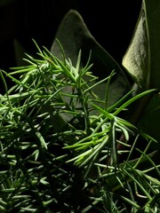 Naklejka premium leafs on a tree