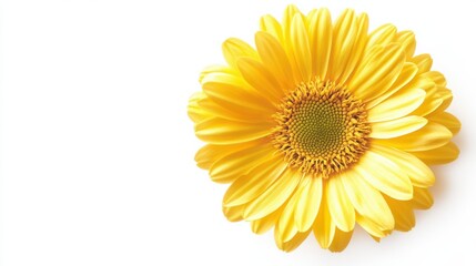 Fototapeta premium A cheerful yellow Gerber daisy flower isolated on a white background, highlighting its sunny hue and lively presence, ideal for brightening up any design.