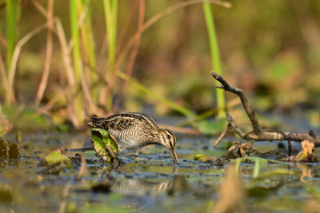 Unusual looking Wilson's Snipe bird with a very long beak probes the soil in a fresh water marsh in search for food
