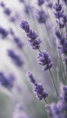 Fototapeta premium Beautiful fresh lavender flowers on a white background vertical