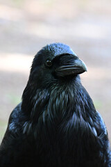 Close up portrait of a a Raven
