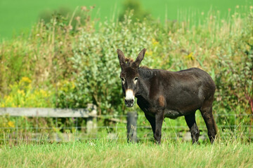 Cute Donkey alone in a green pasture