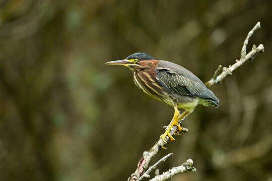 A colorful adult Green Heron bird sits perched in a dead tree along the edge of a marsh