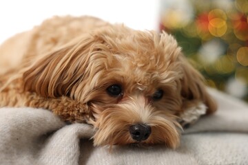 Cute Maltipoo dog on blanket at home