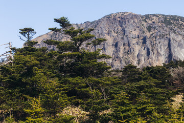 Hallasan National Park, Jeju island, South Korea, spring landscape view of Yeongsil trail, Halla volcano peak, trekking and climbing to Halla mountain, travel and hiking in Korea, Jeju-do, sunny day