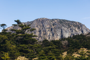 Hallasan National Park, Jeju island, South Korea, spring landscape view of Yeongsil trail, Halla volcano peak, trekking and climbing to Halla mountain, travel and hiking in Korea, Jeju-do, sunny day