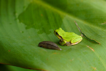 葉陰で休むアマガエルとナメクジ