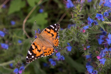 A vibrant butterfly with orange, black, and white patterned wings resting on a cluster of blue wildflowers.