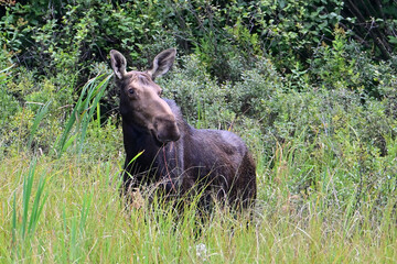 Summer scene of a female Moose walking through marsh looking around as she grazes