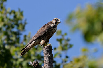 Peregrine Falcon with its sharp eyes sits perched in a tree hunting for prey