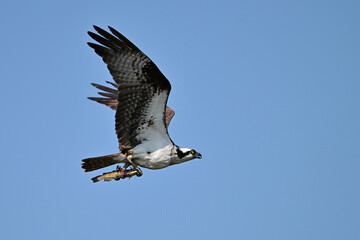 An Osprey bird in flight carrying a fish in its talons against a blue sky