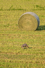 A young Coyote pup searches for field mice in a agriculture field of large round bales of newly...