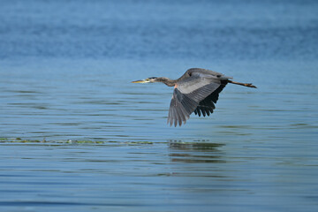 Summer scene of a Great Blue Heron bird in flight over a calm blue river