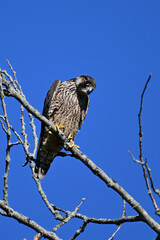 Peregrine Falcon with its sharp eyes sits perched in a tree hunting for prey