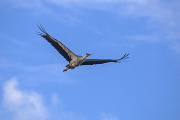 Fototapeta premium White stork flying on the blue sky. White stork (Ciconia ciconia).