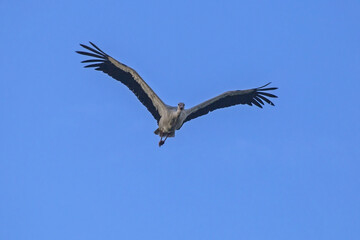 White stork flying on the blue sky. White stork (Ciconia ciconia).