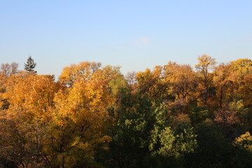 Fototapeta premium trees ablaze in autumn reds, yellows and golds at sunrise