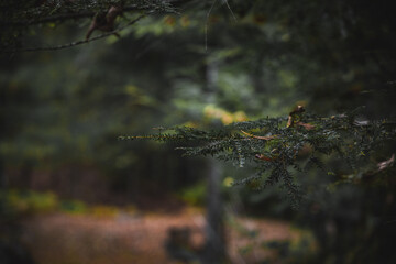 A close-up of a pine branch with soft, natural lighting, set against a blurred forest background, creating a peaceful and serene woodland atmosphere.