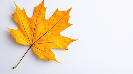 Fototapeta premium Halloween themed yellow maple leaf on white background
