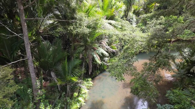 Native tropical forest  and river on the Cascade Kauri Walk, Waitakeres, Auckland, New Zealand.