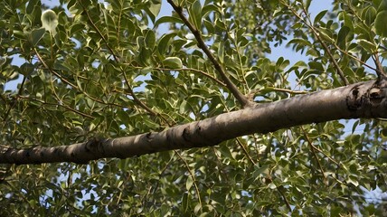 Obraz premium Tree branch 