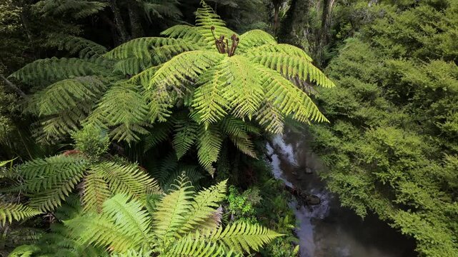 Native tropical forest of punga trees and river on the Cascade Kauri Walk, Waitakeres, Auckland, New Zealand.