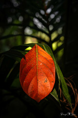red maple leaf on the tree