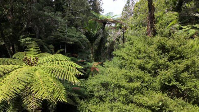 Native tropical forest of punga trees and river on the Cascade Kauri Walk, Waitakeres, Auckland, New Zealand.