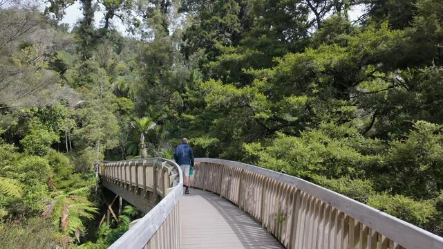 Man on a boardwalk bridge in native tropical forest on the Cascade Kauri Walk, Waitakeres, Auckland, New Zealand.