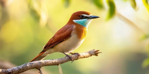 Fototapeta premium A colorful bird perched elegantly on a branch, showcasing vibrant plumage in a natural setting.