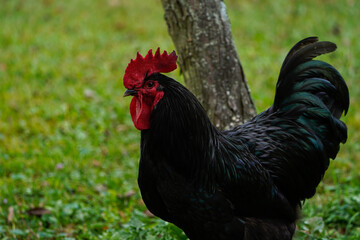 Large black Australorp rooster free ranging. Beautiful bird.