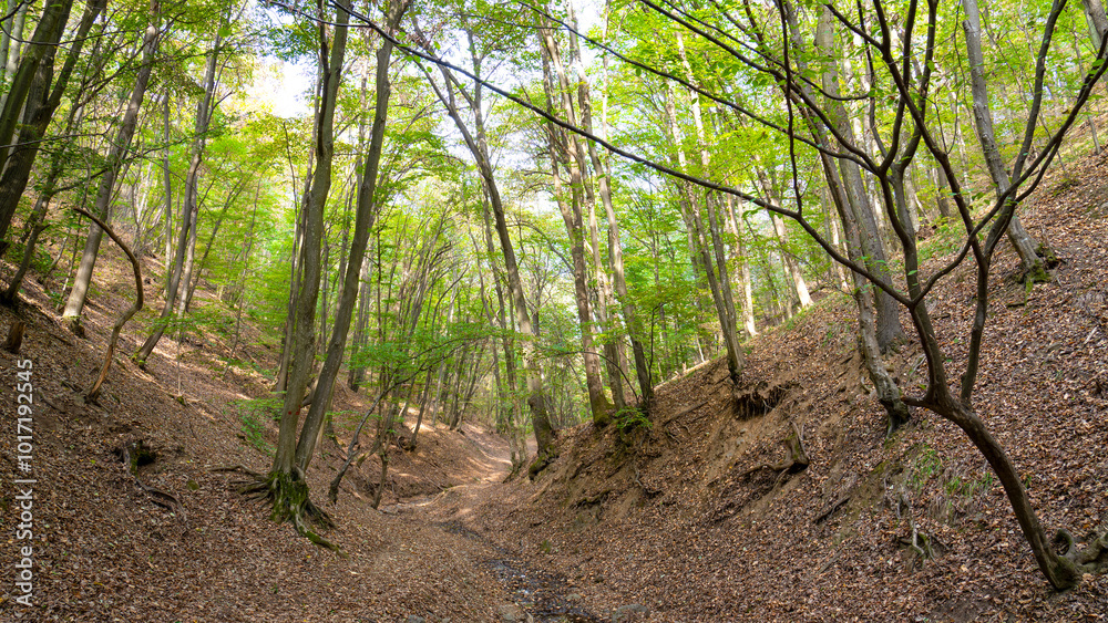 Wall mural a small road between two hills in a beautiful forest