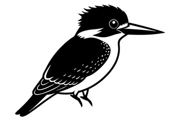 black and white bird