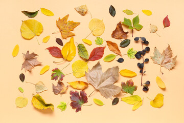 Composition with beautiful autumn leaves on color background