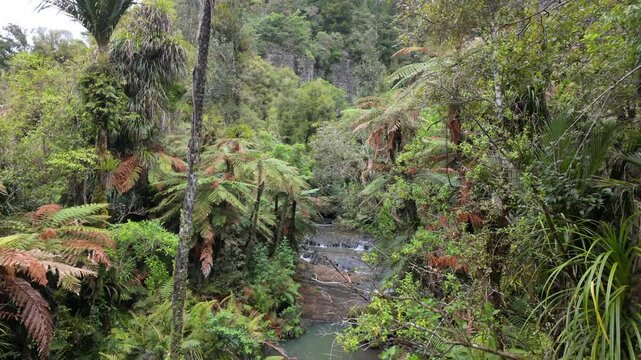 Native tropical forest, punga trees and river on the Cascade Kauri Walk, Waitakeres, Auckland, New Zealand.