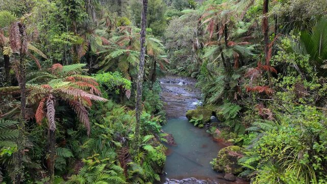 Native tropical forest, punga trees and river on the Cascade Kauri Walk, Waitakeres, Auckland, New Zealand.