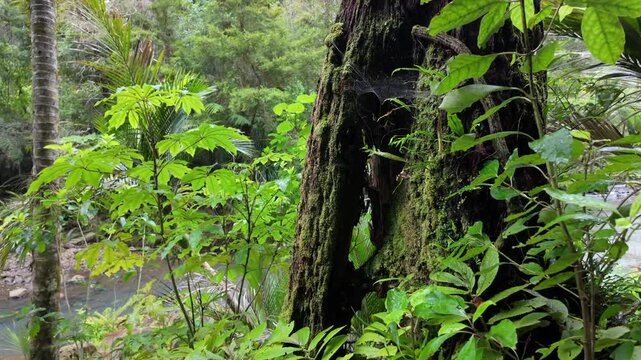 Old tree stump in a native forest and river on the Cascade Kauri Walk, Waitakeres, Auckland, New Zealand.