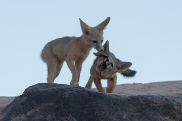 Two Kit Fox cubs play with a stick, one trying to grab it from the other as the late evening sky sheds a gentle soft light on the scene at the den in Southern Utah, USA.