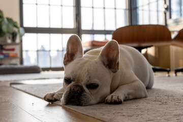 French Bulldog in a cozy living room with large windows offering views of the Manhattan New York City skyline.
