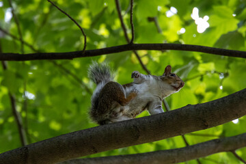 A squirrel sits on a branch enjoying a snack beneath the vibrant green leaves of a tree in New York City