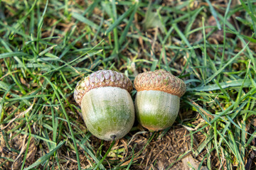 Collecting acorns during a sunny afternoon in the Central Park, New York, USA